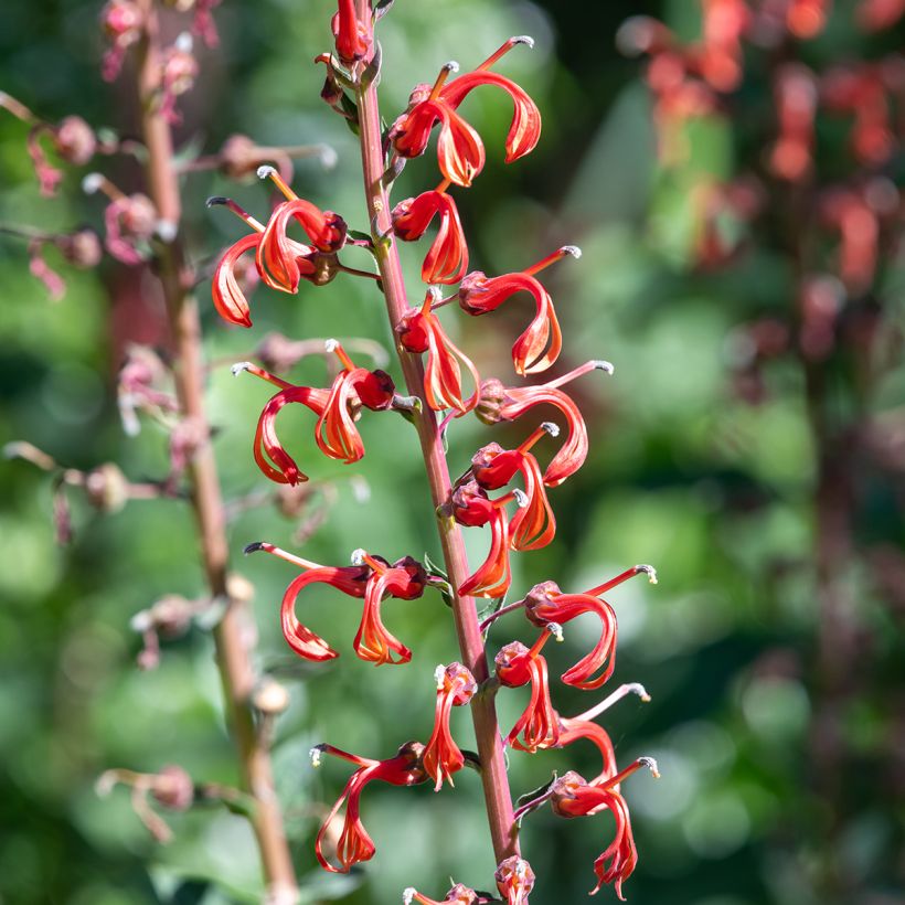 Liekkilobelia (siemenet) - Lobelia tupa (Kukinta)