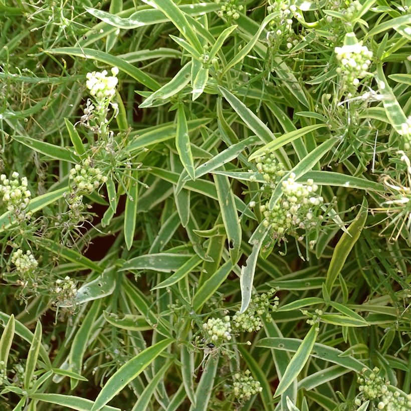 Tuoksupielus Primavera Princess (Kukinta)