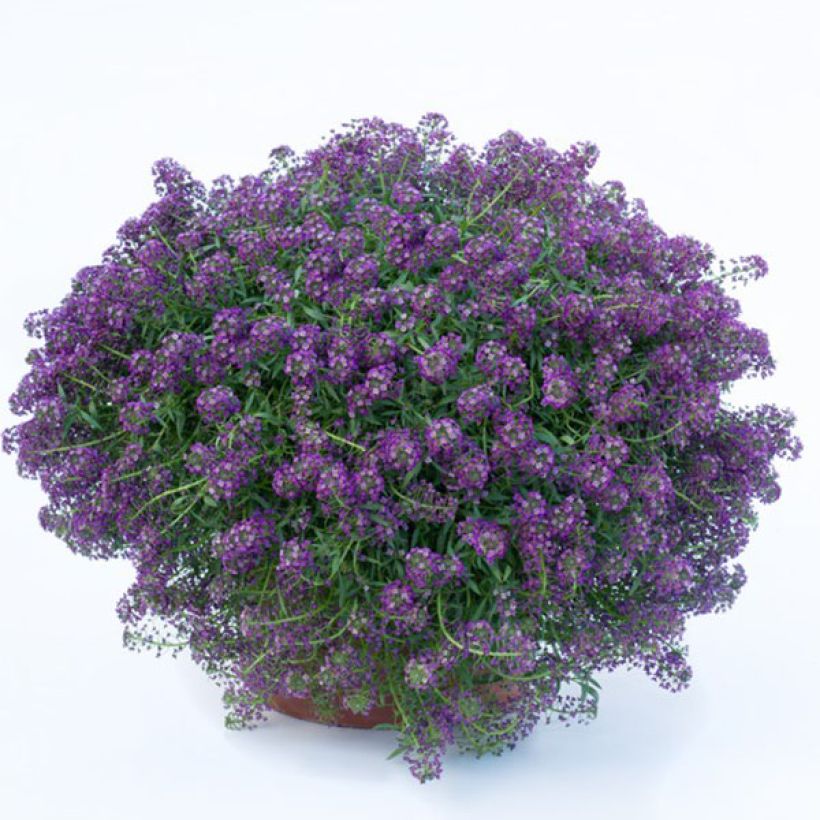 Tuoksupielus Princess in Purple (Kukinta)