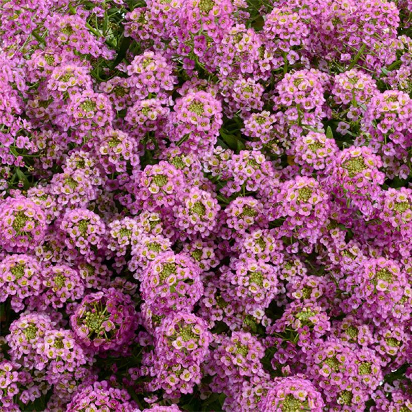Tuoksupielus Raspberry Stream (Kukinta)