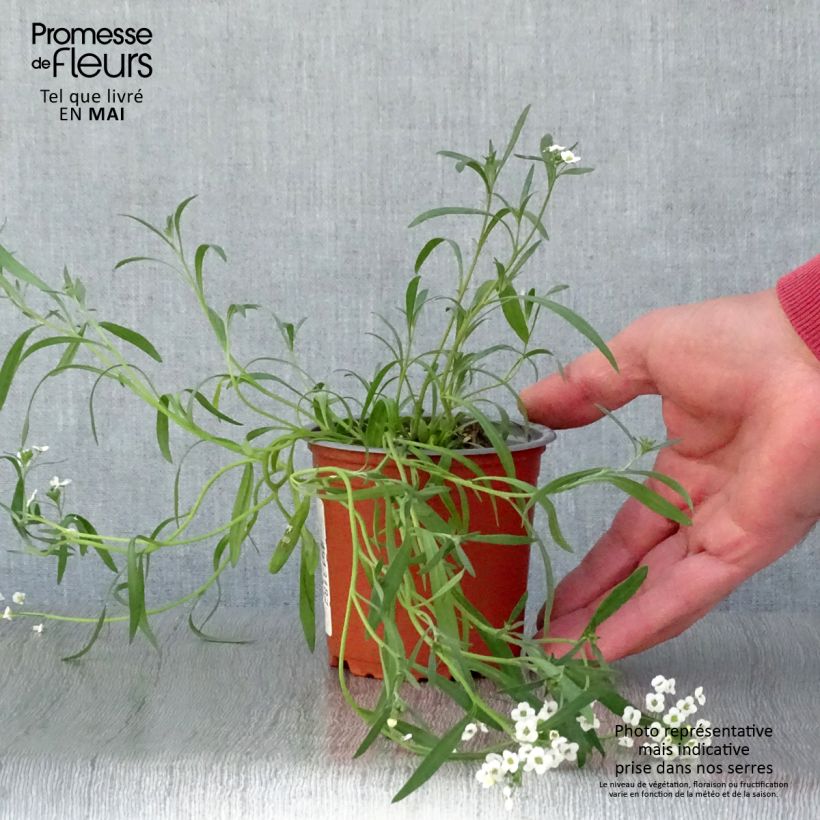 Esimerkki keväällä toimitetusta Tuoksupielus Snow Princess Godet de 8/9 cm-taimesta