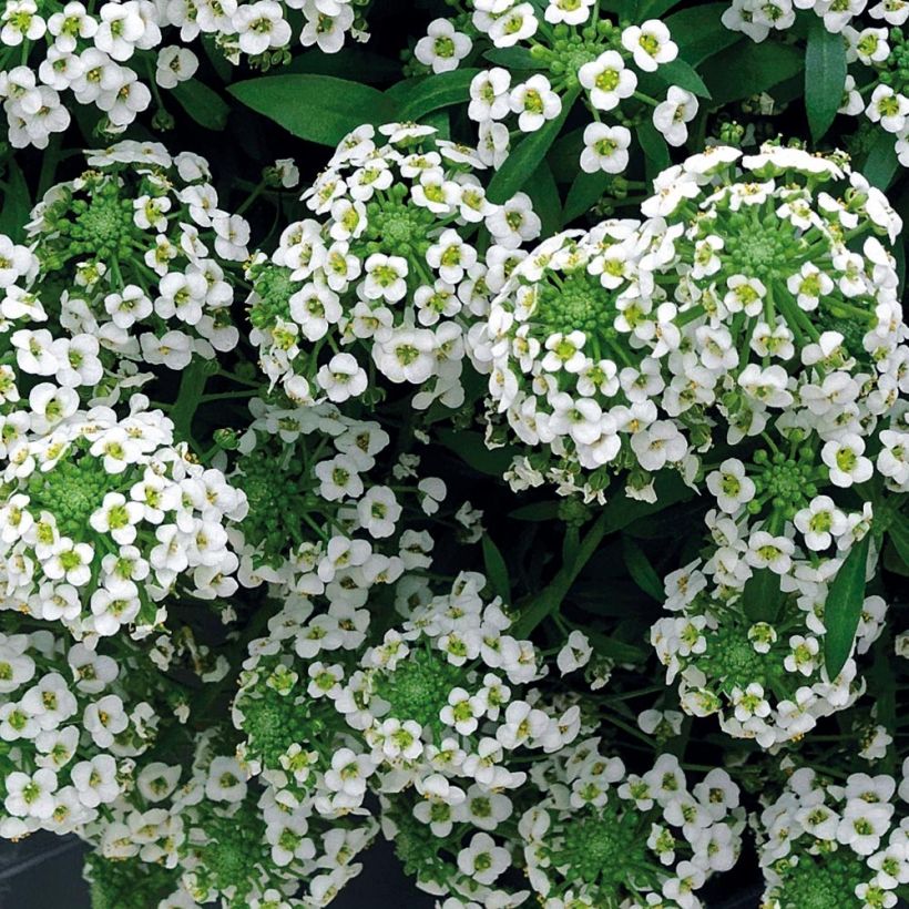 Tuoksupielus Snow Crystals (Kukinta)