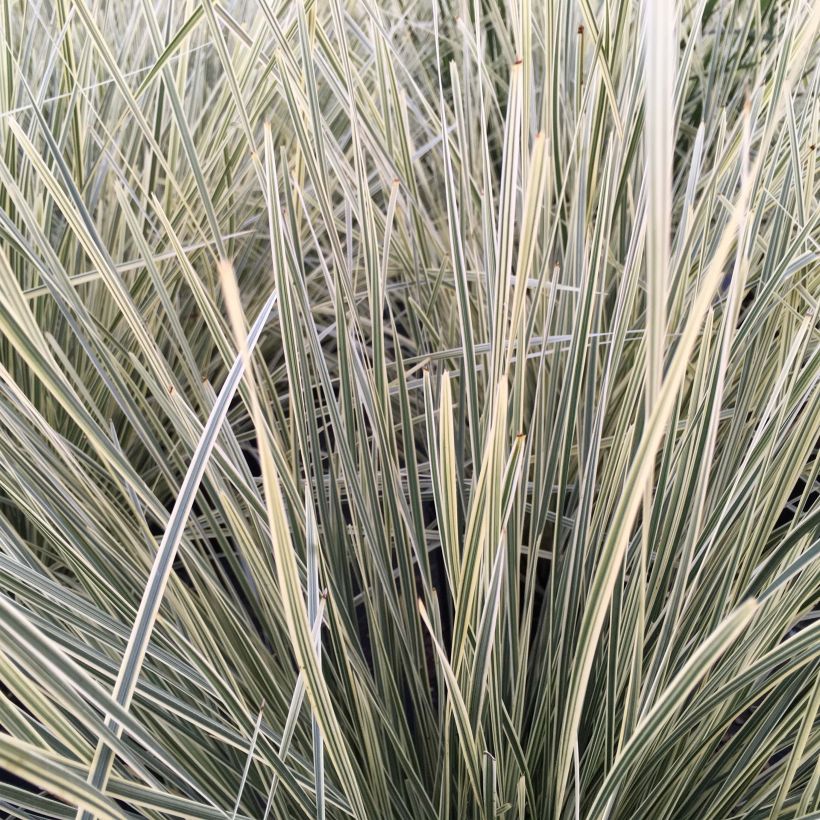 Lomandra longifolia White Sands (Lehvistö)