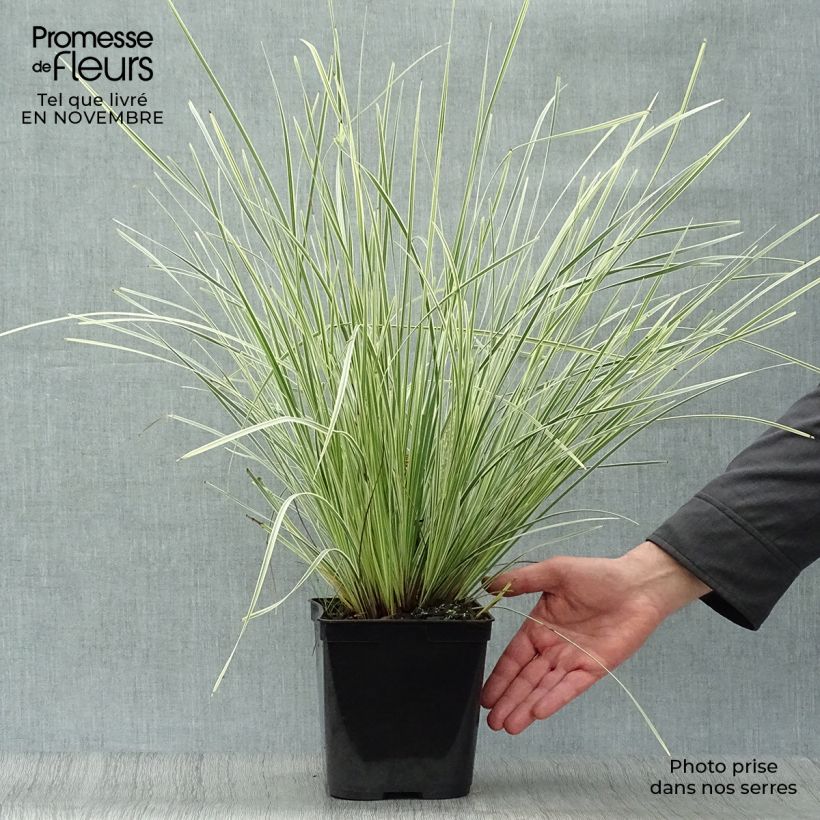 Esimerkki syksyllä toimitetusta Lomandra longifolia White Sands 2 litran/3 litran ruukku-taimesta