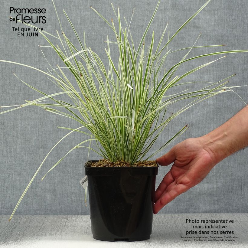 Esimerkki kesällä toimitetusta Lomandra longifolia White Sands Pot de 2L/3L-taimesta