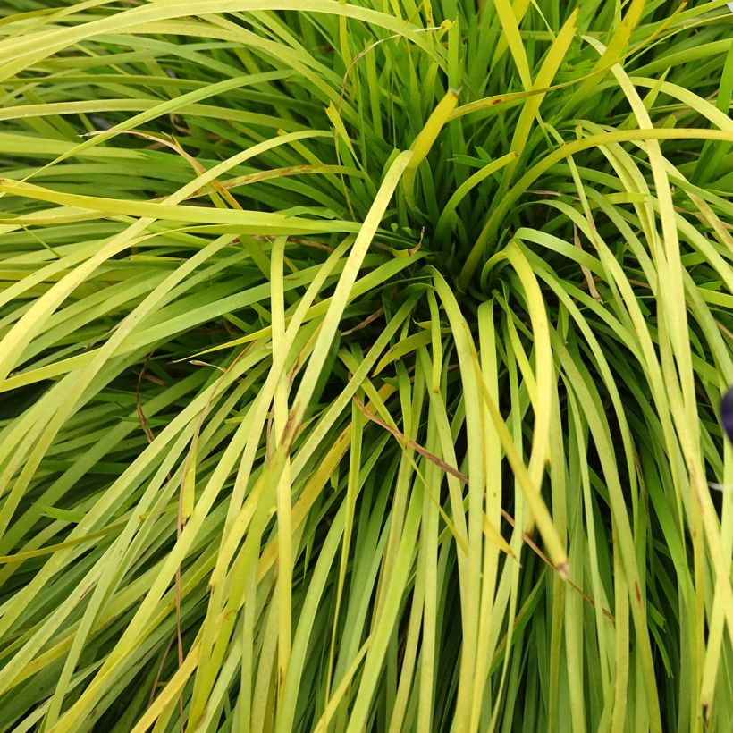 Lomandra longifolia KM- Miners Gold (Lehvistö)