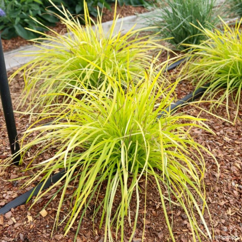 Lomandra longifolia KM- Miners Gold (Kasvutapa)