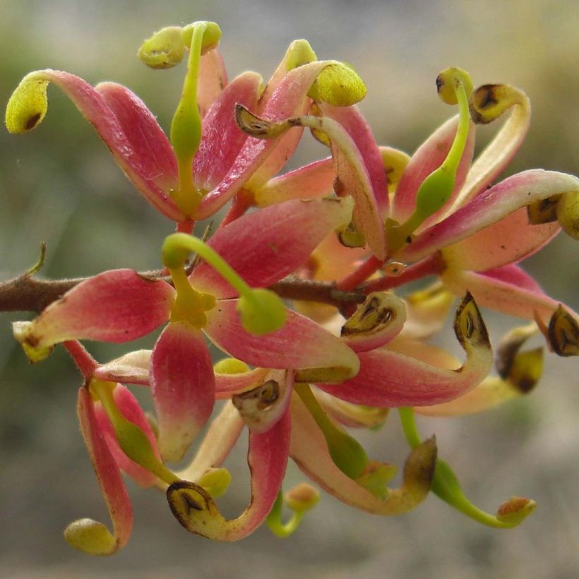 Lomatia ferruginea (Kukinta)