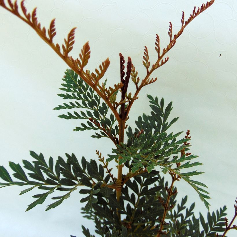 Lomatia ferruginea (Lehvistö)