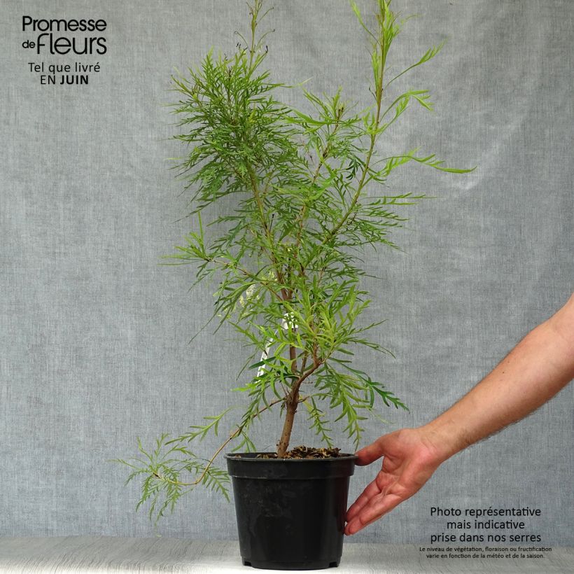 Esimerkki kesällä toimitetusta Lomatia silaifolia Pot de 3L/4L-taimesta