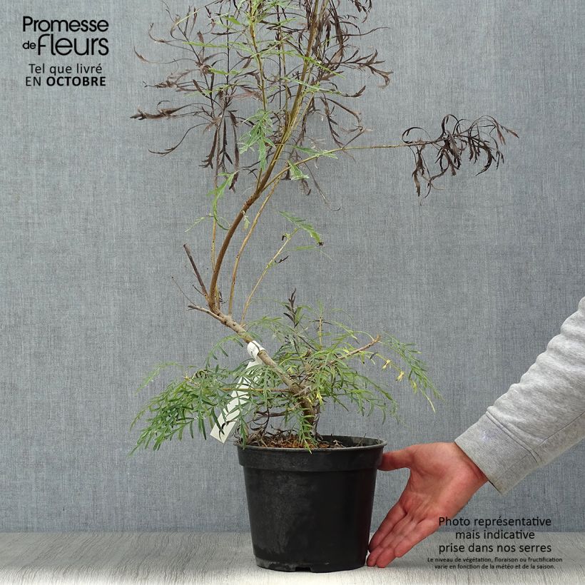 Esimerkki syksyllä toimitetusta Lomatia silaifolia 3 litran/4 litran ruukku-taimesta