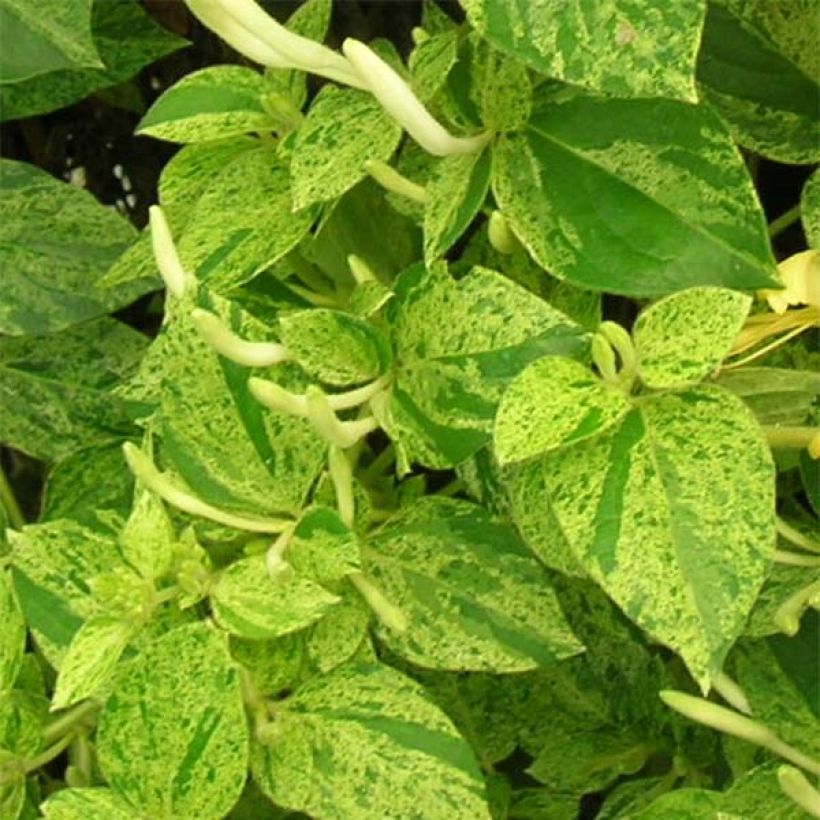 Japaninköynnöskuusama Mint Crisp (Lehvistö)