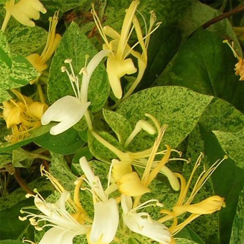 Japaninköynnöskuusama Mint Crisp (Kukinta)