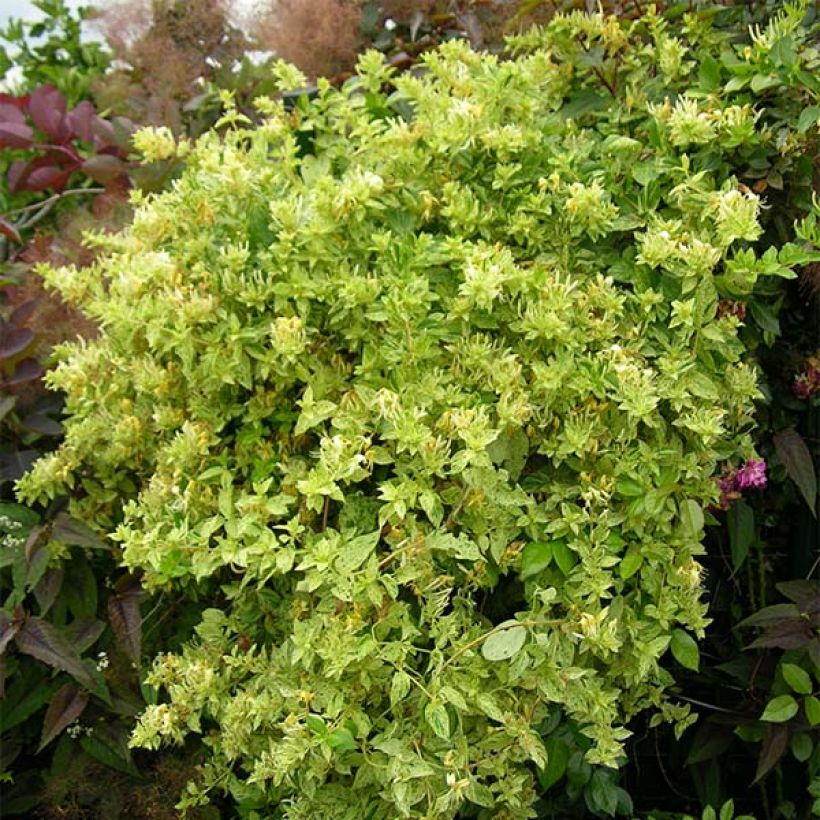 Japaninköynnöskuusama Mint Crisp (Kasvutapa)