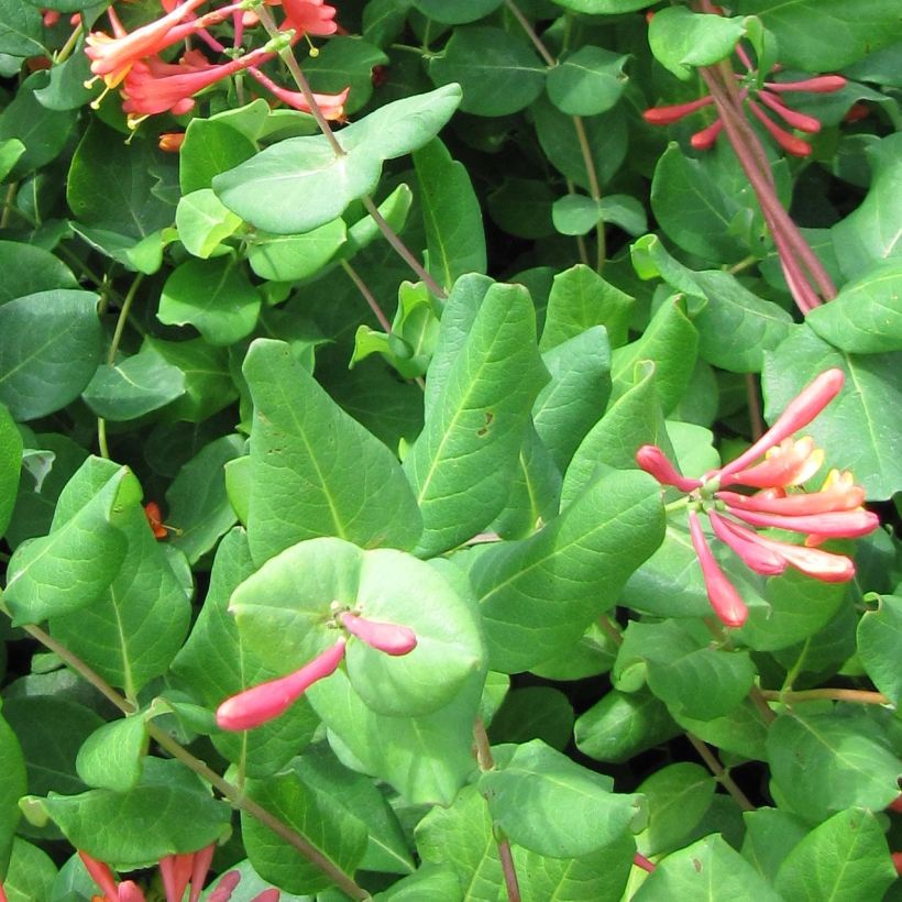 Tulikuusama - Lonicera x brownii (Lehvistö)