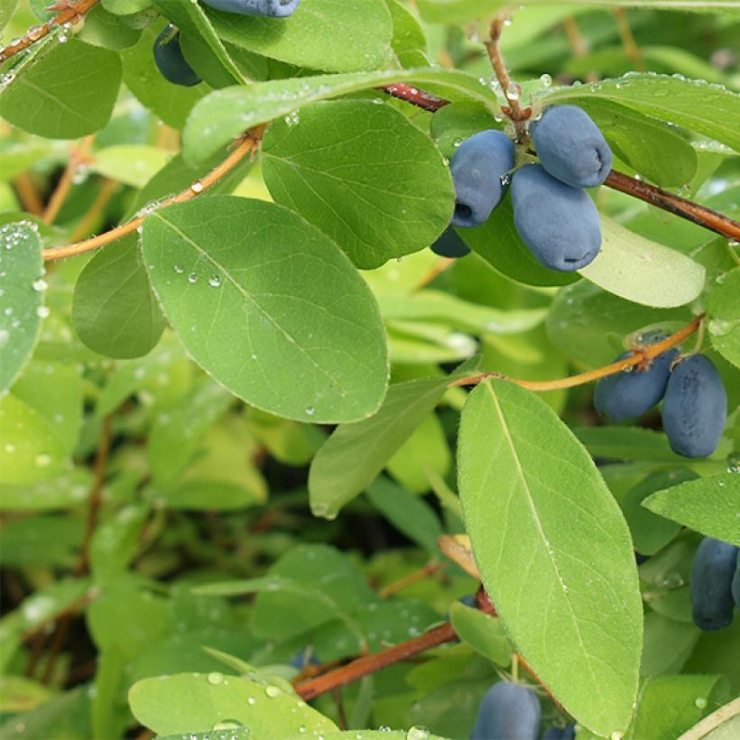 Makeasinikuusama - Lonicera kamtschatica (Lehvistö)