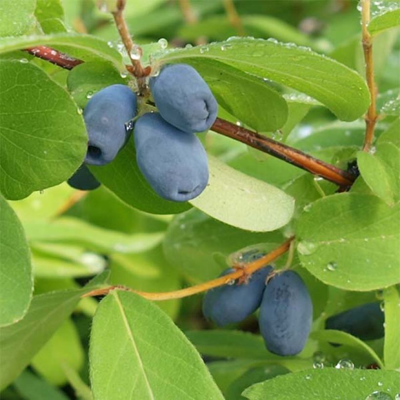 Makeasinikuusama - Lonicera kamtschatica (Sadonkorjuu)