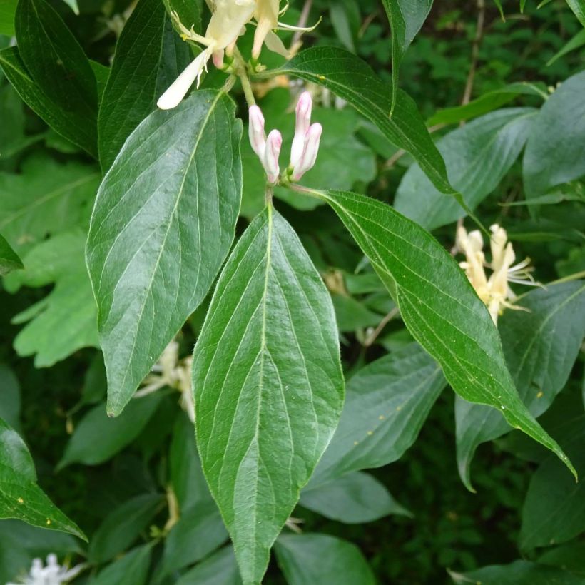 Tuoksuköynnöskuusama - Lonicera caprifolium (Lehvistö)