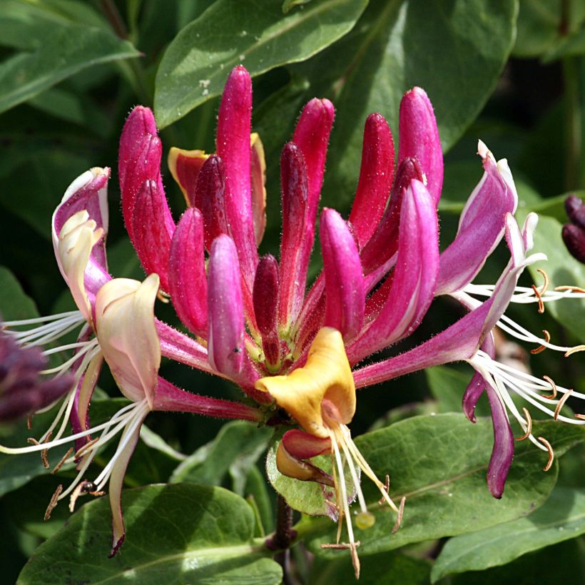 Tuoksuköynnöskuusama - Lonicera caprifolium (Kukinta)