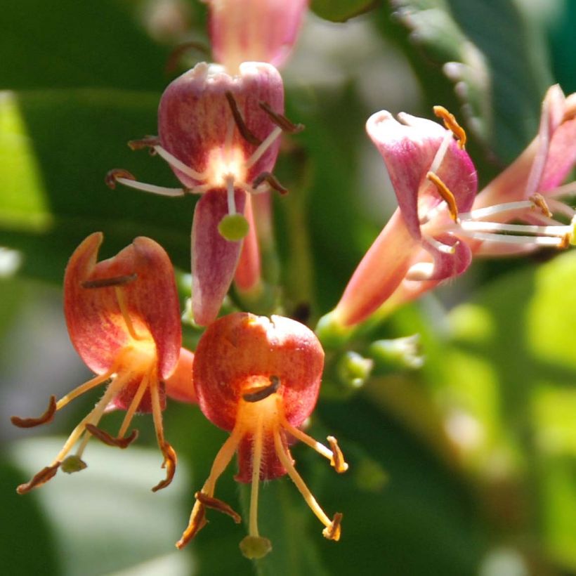 Myrttikuusama - Lonicera henryi (Kukinta)