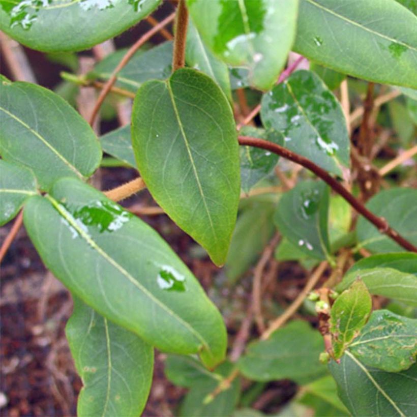 Myrttikuusama - Lonicera henryi (Lehvistö)