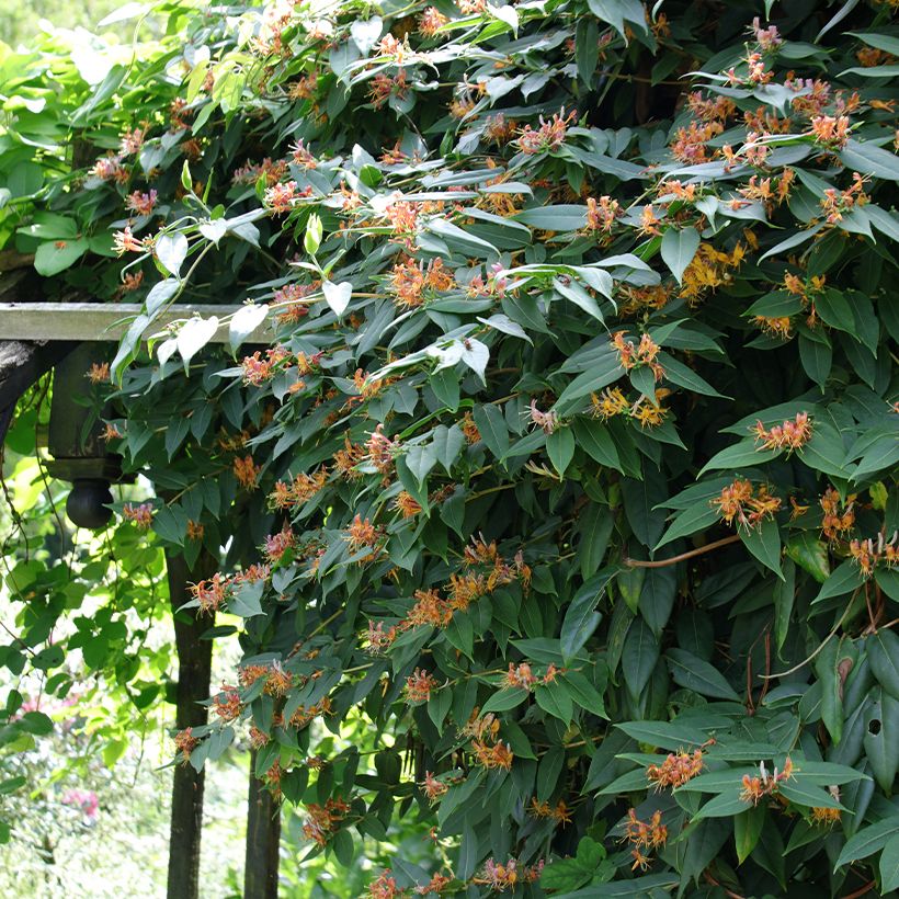 Myrttikuusama - Lonicera henryi (Kasvutapa)