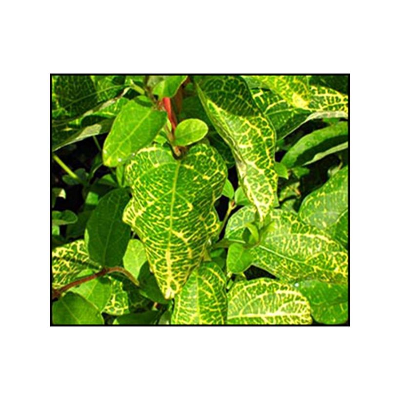 Japaninköynnöskuusama Aureoreticulata (Lehvistö)