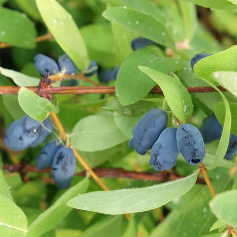 Makeasinikuusama Sweet Myberry (Kasvutapa)