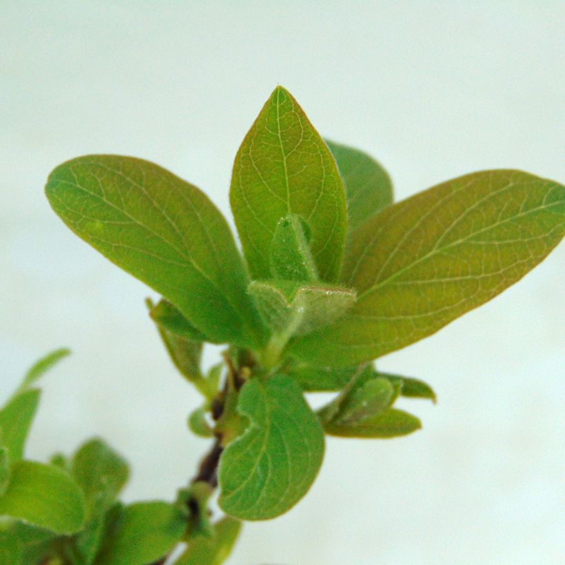 Makeasinikuusama Sweet Myberry (Lehvistö)