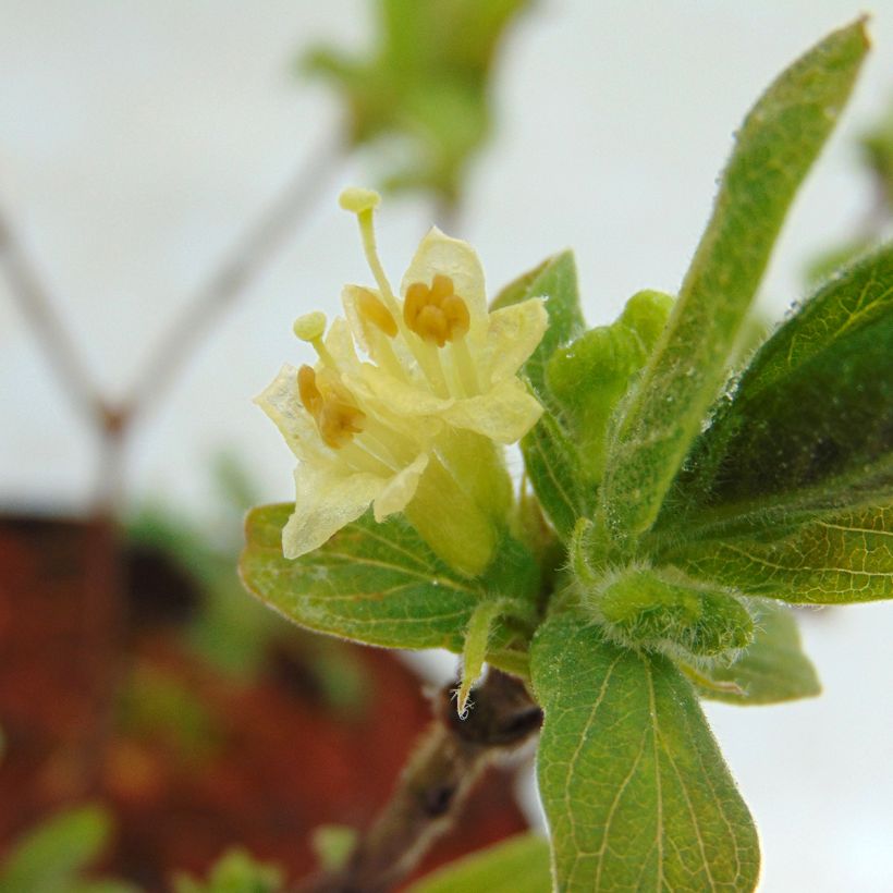 Makeasinikuusama Sweet Myberry (Kukinta)