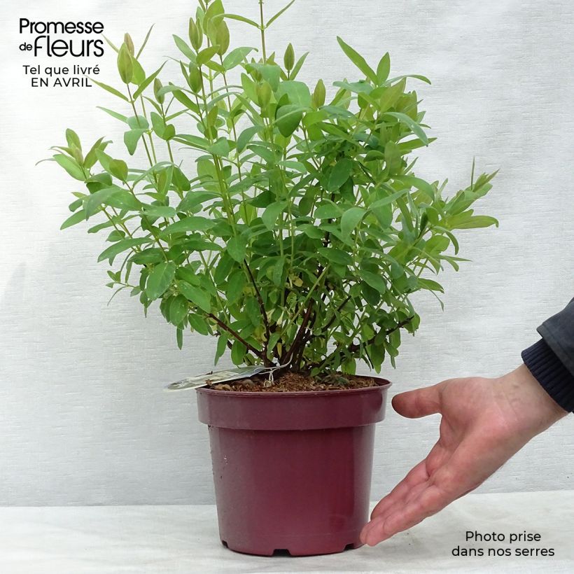 Esimerkki keväällä toimitetusta Makeasinikuusama Sweet Myberry Pot de 3L/4L, Buisson-taimesta