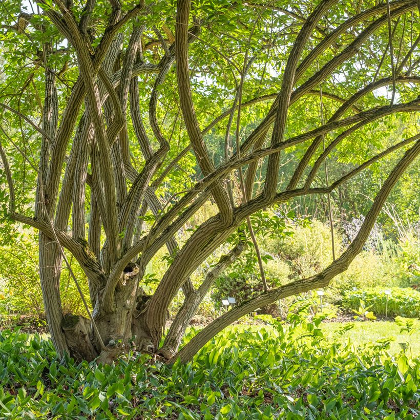 Koreankuusama - Lonicera maackii (Kasvutapa)