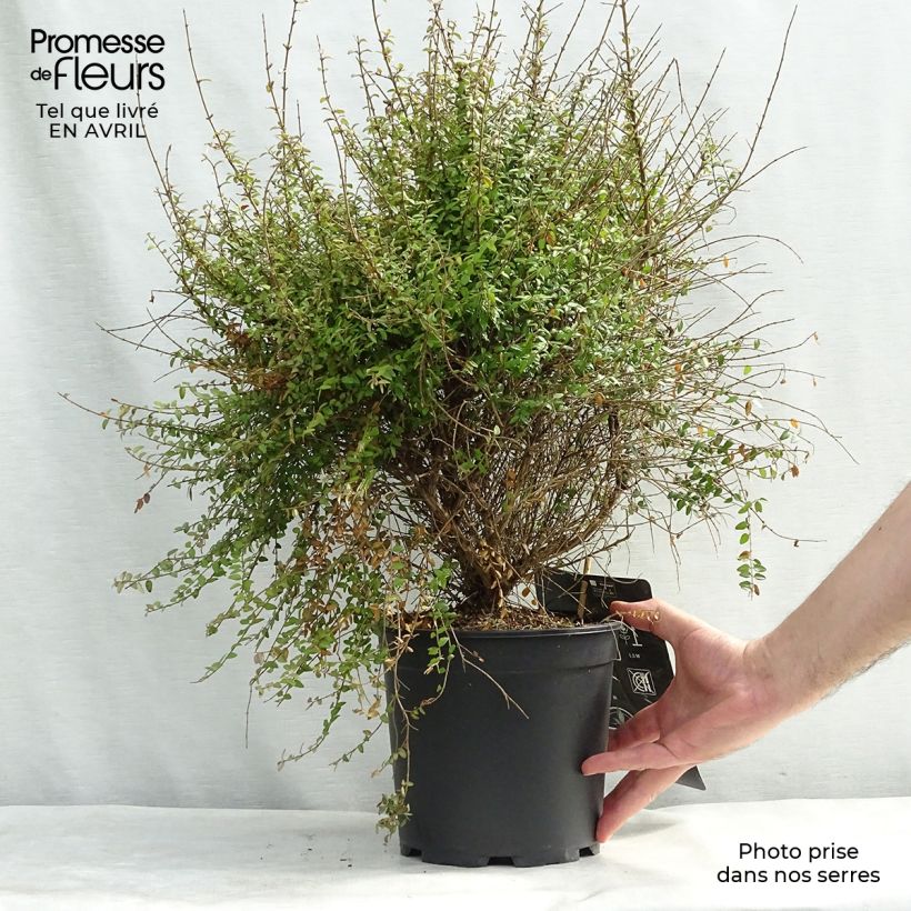 Esimerkki keväällä toimitetusta Myrttikuusama - Lonicera nitida Pot de 3L/4L-taimesta