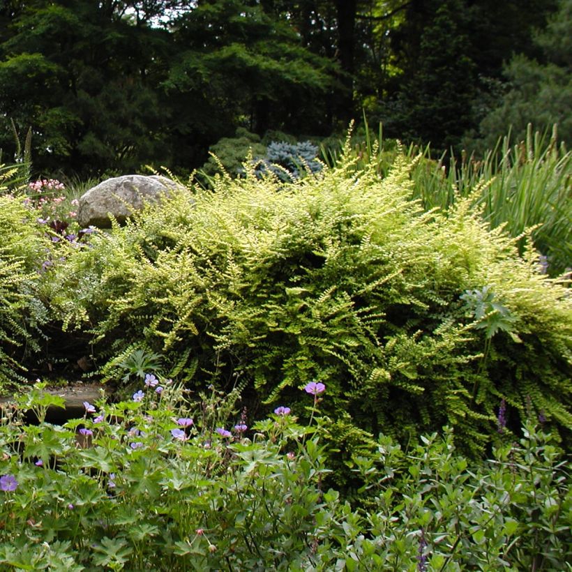 Myrttikuusama - Lonicera nitida (Kasvutapa)