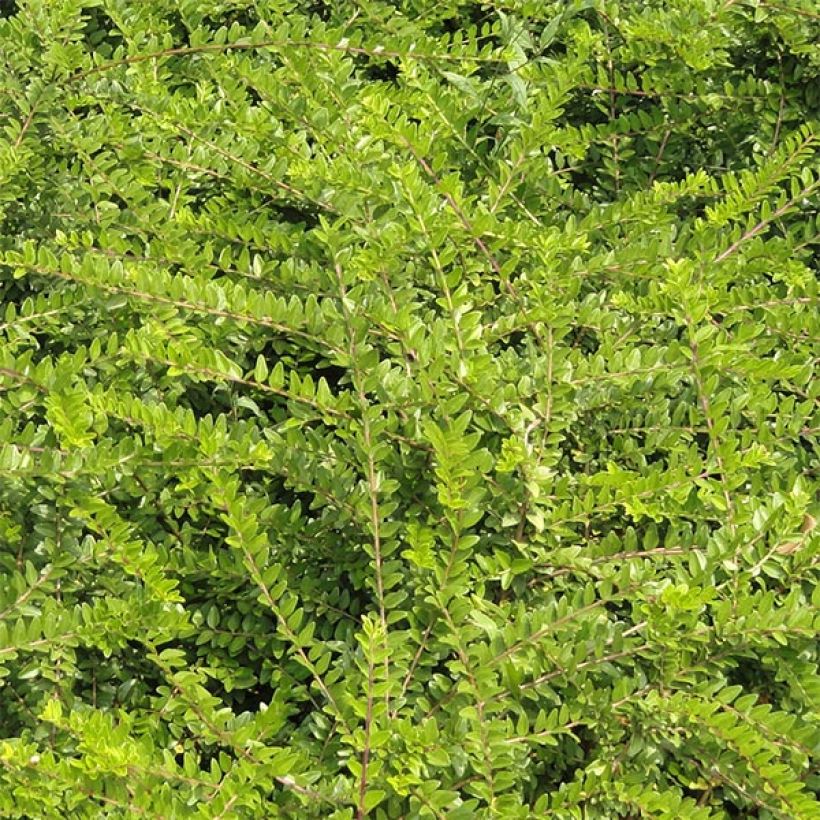 Myrttikuusama - Lonicera nitida (Lehvistö)