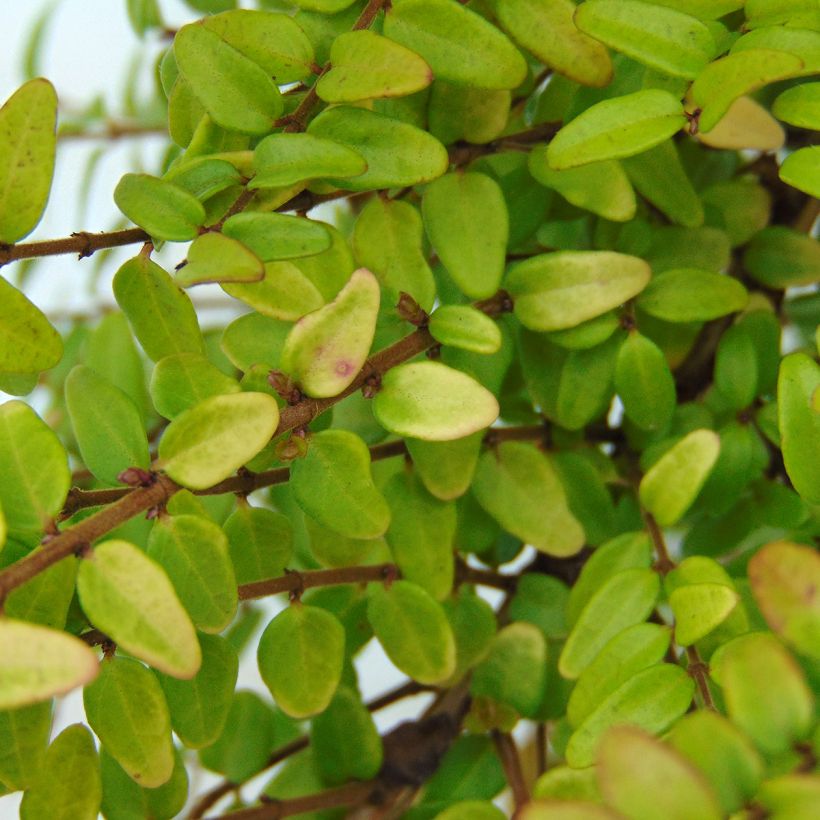 Myrttikuusama Baggesen's Gold (Lehvistö)