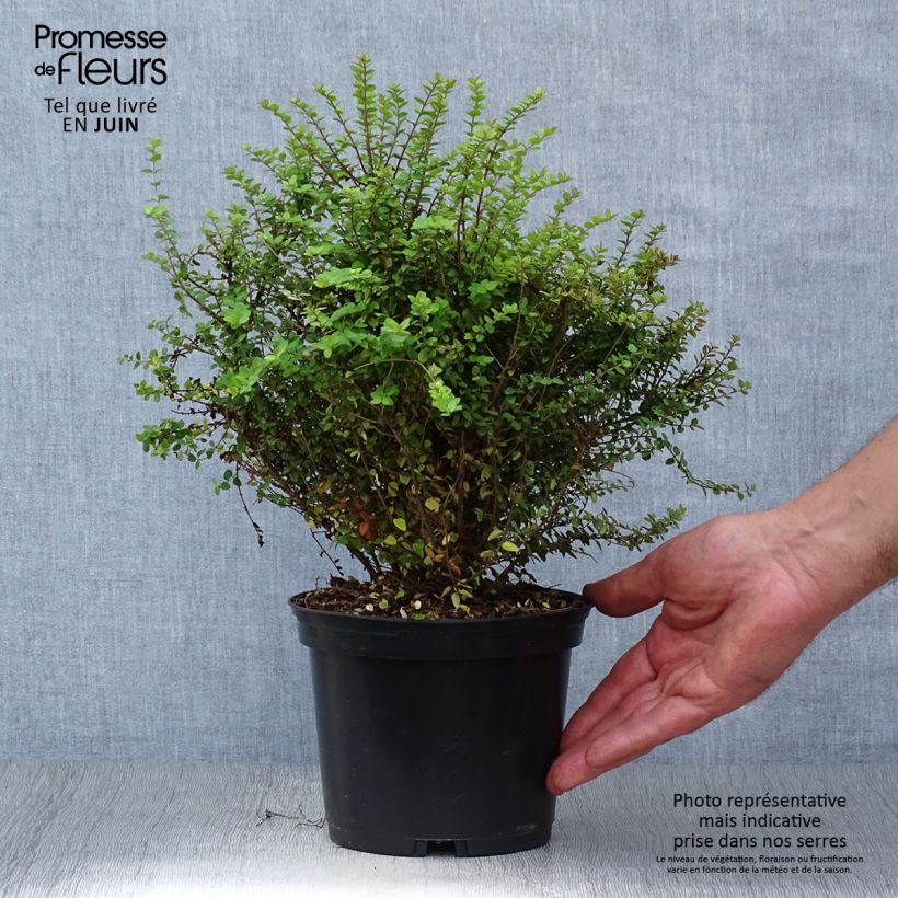 Esimerkki kesällä toimitetusta Myrttikuusama Baggesen's Gold Pot de 2L/3L-taimesta