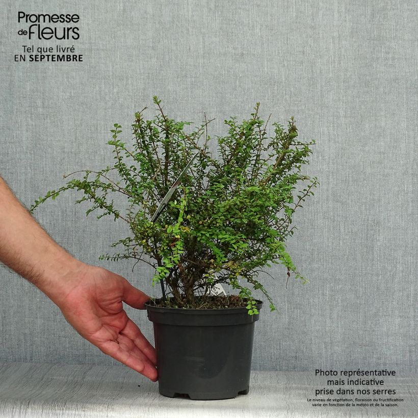 Esimerkki syksyllä toimitetusta Myrttikuusama Garden Clouds Green Breeze 4 litran/5 litran ruukku-taimesta