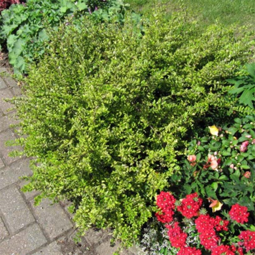 Myrttikuusama Lemon Beauty (Kasvutapa)