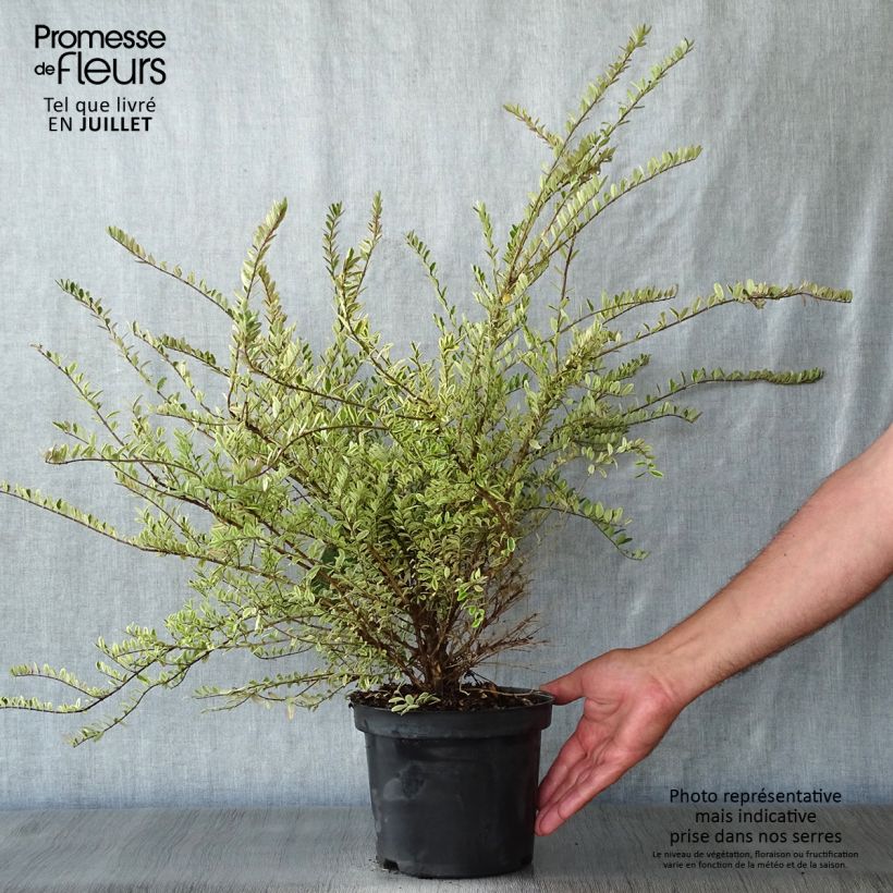 Esimerkki kesällä toimitetusta Myrttikuusama Lemon Beauty Pot de 2L/3L-taimesta