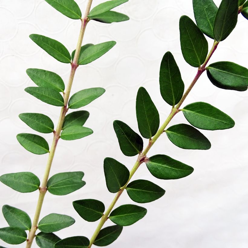 Myrttikuusama Maigrün (Lehvistö)