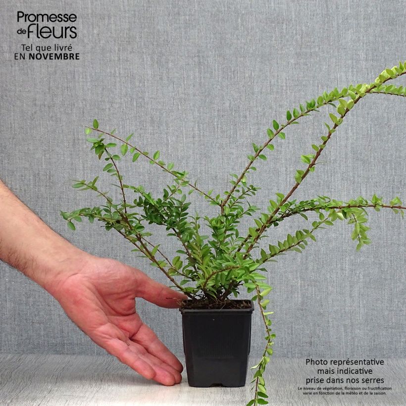 Esimerkki syksyllä toimitetusta Myrttikuusama Maigrün 8/9 cm taimiruukku-taimesta