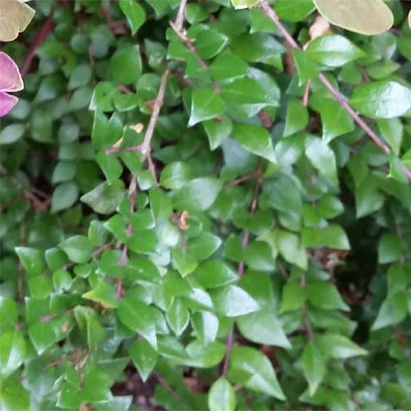 Myrttikuusama Red Tips (Lehvistö)