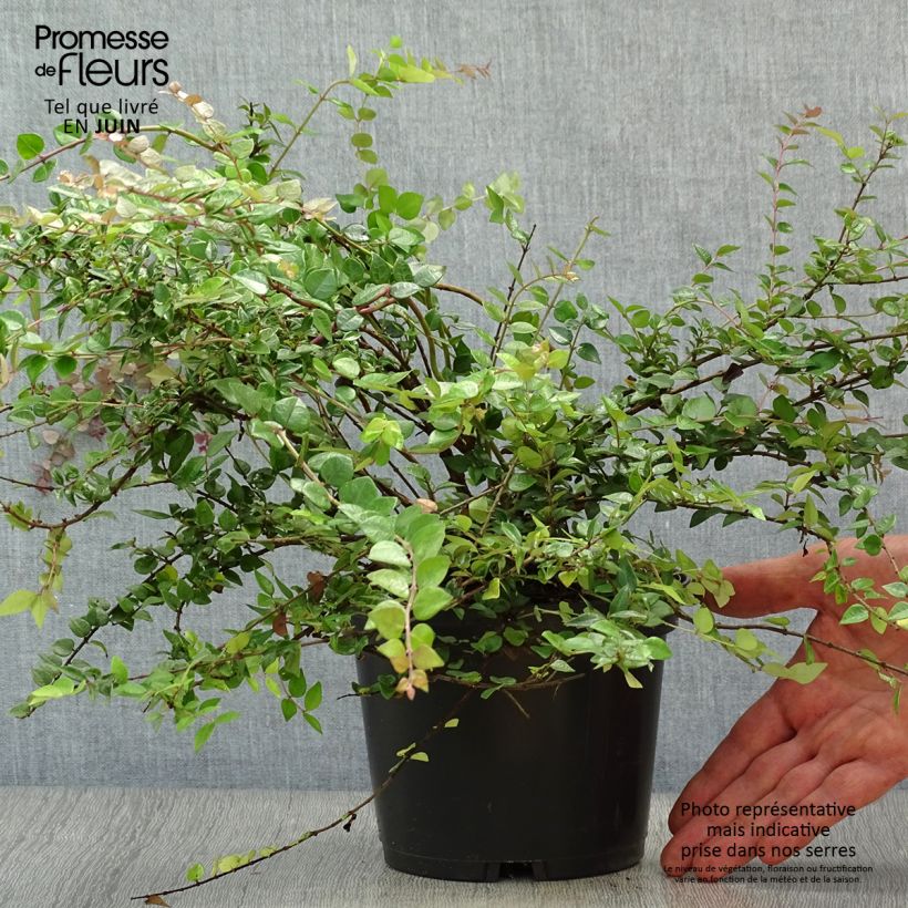 Esimerkki kesällä toimitetusta Myrttikuusama Red Tips Ruukku 2L / 3L-taimesta