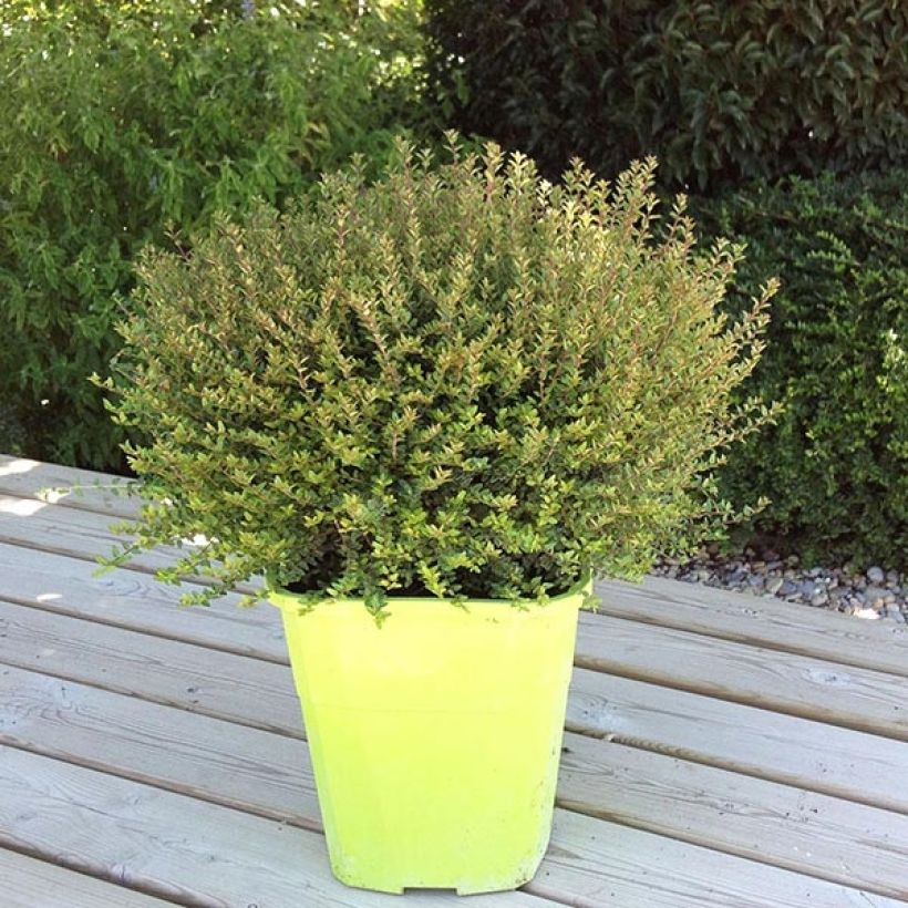 Myrttikuusama Scoop (Kasvutapa)