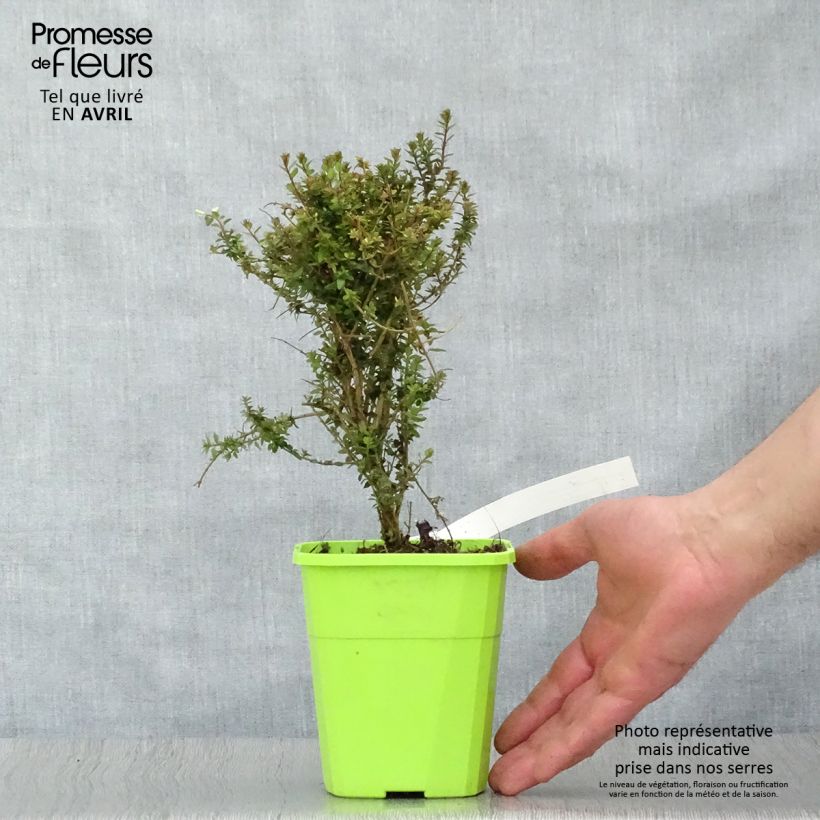 Esimerkki keväällä toimitetusta Myrttikuusama Scoop Pot de 1L/1,5L-taimesta