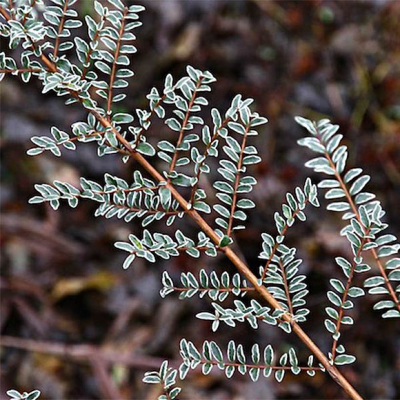 Myrttikuusama Silver Beauty (Lehvistö)