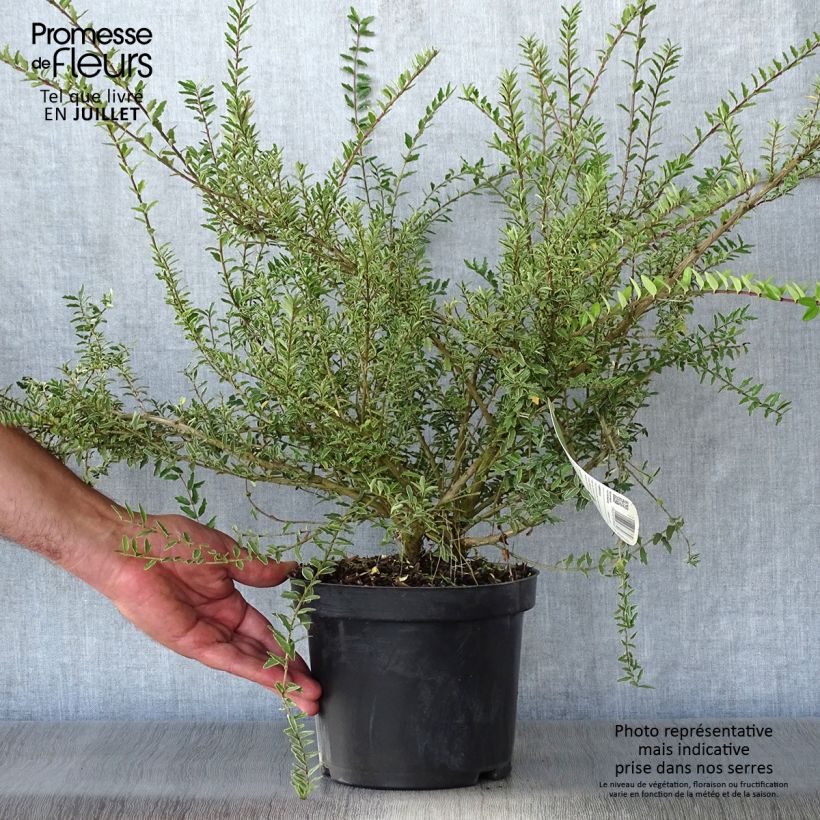 Esimerkki kesällä toimitetusta Myrttikuusama Silver Beauty Pot de 2L/3L-taimesta