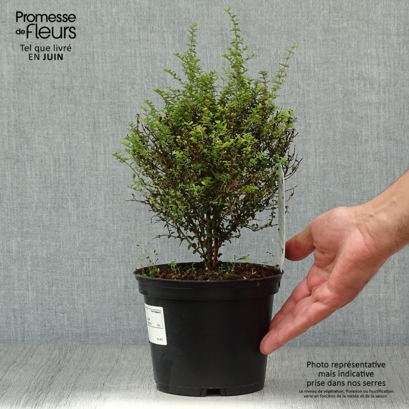 Esimerkki kesällä toimitetusta Myrttikuusama Tidy Tips Pot de 2L/3L-taimesta