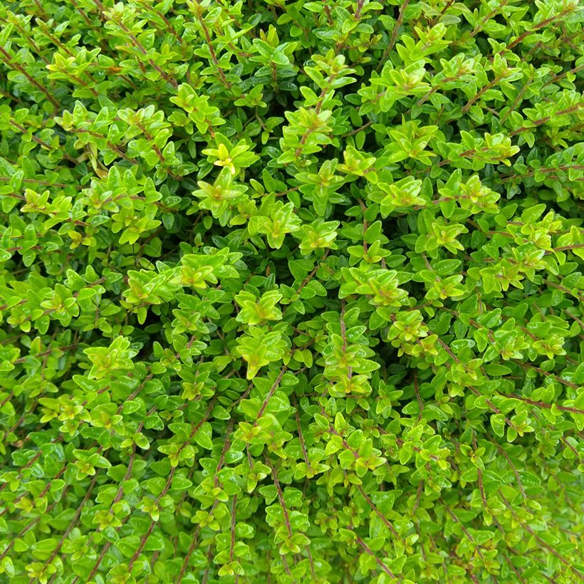 Myrttikuusama Tidy Tips (Lehvistö)